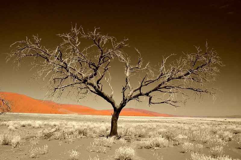 dune 45 at sossusvlei namibia.jpg